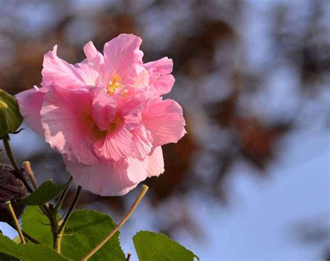 芙蓉菊花語|以芙蓉菊之花语和寓意——送人需注意的禁忌（解读芙蓉菊的花语。